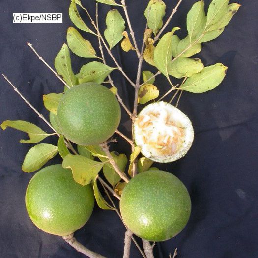 Portocala maimutei-fructe; (Strychnos spinosa)
