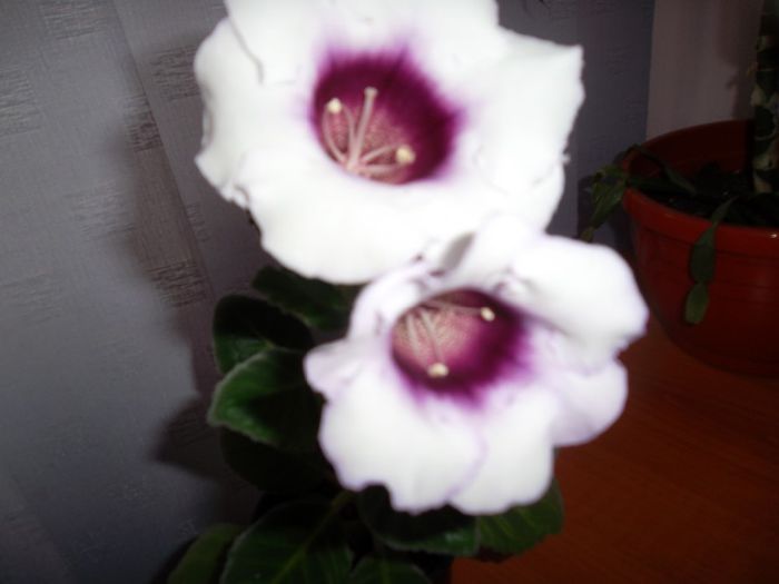 Blue picotee in sfarsit :)) - Gloxinia 2014