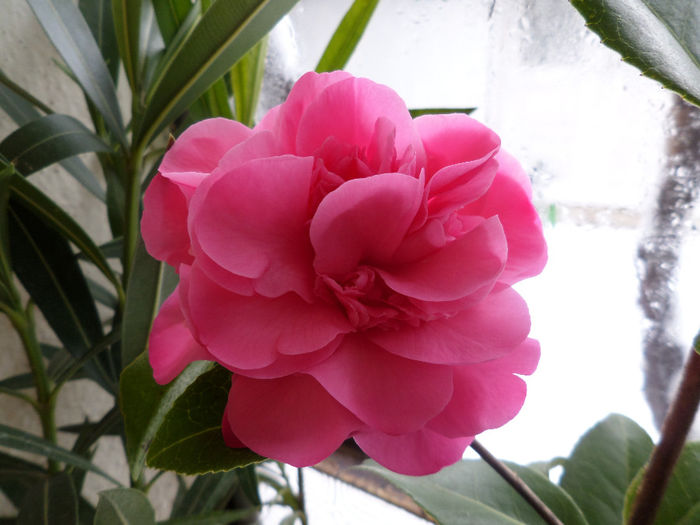 Camelia japonica - Gradina cu flori 2014