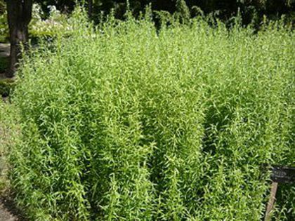 Tarhon; (Artemisia dracunculus L.)

