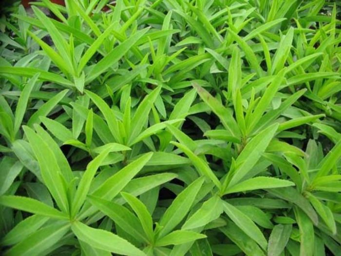 Tarhon-frunze; (Artemisia dracunculus L.)
