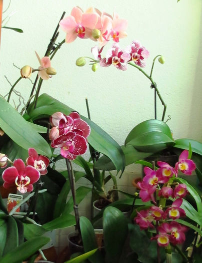 IMG_2062 - Reinfloriri orhidee 2014