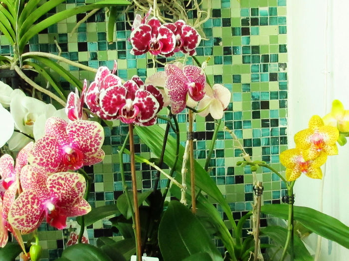 IMG_2066 - Reinfloriri orhidee 2014