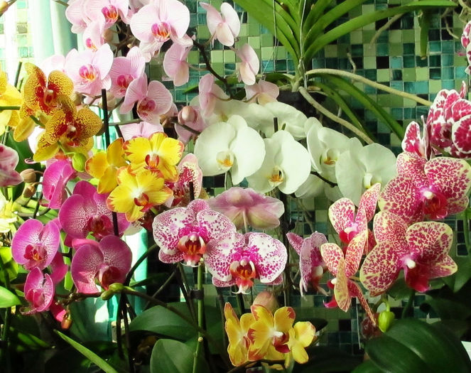 IMG_2067 - Reinfloriri orhidee 2014