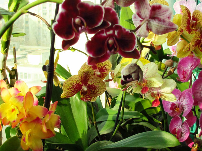 IMG_2068 - Reinfloriri orhidee 2014