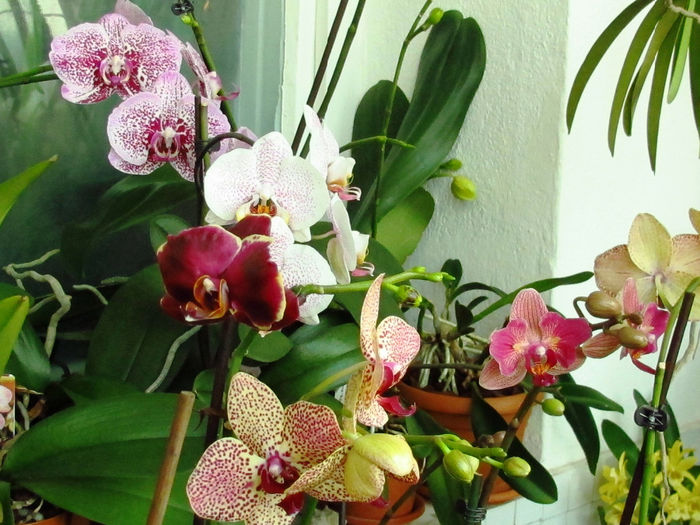 IMG_2071 - Reinfloriri orhidee 2014