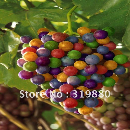 Free-shipping-rare-colorful-grape-100-seeds-fruit-seeds - Vite nobile diverse soiuri la inradacinat 2013