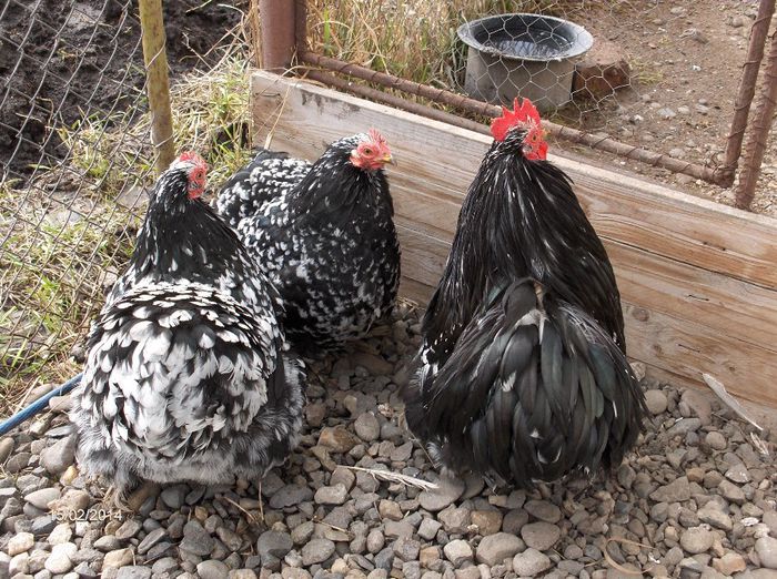 HPIM7209 - cochinchina pitic negru bobat