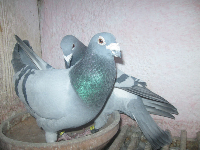 PERECHE.AUR=V.GENATU+V.ZANA; LOC.2-FOND.2013 ASC.GORJ=A ZB.12.FONDURI si 4.MARATOANE=UCPR + 5.FONDURI=FCPRV.986551-08=5ANI ZB.=4ANI.PALM.GEN.
