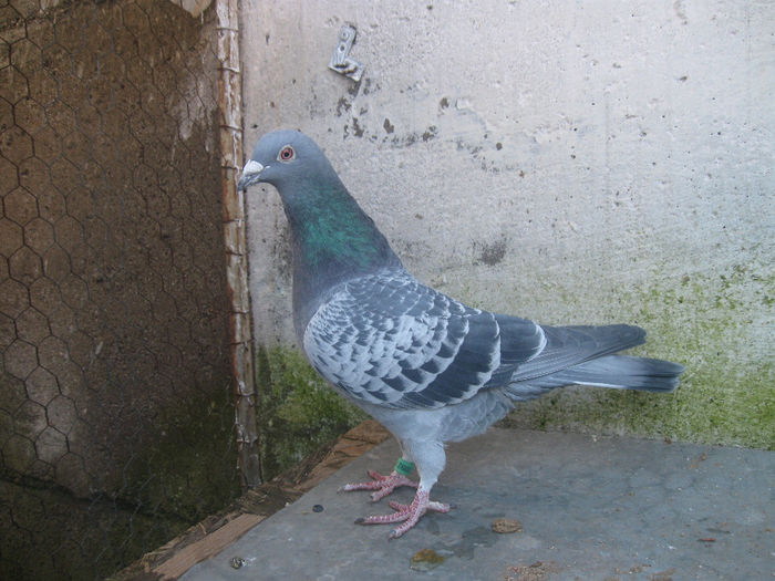 S.0092714-10.ORIG.APAVALOAIE VASILE