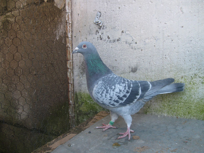 S.0092714-10.ORIG.APAVALOAIE VASILE