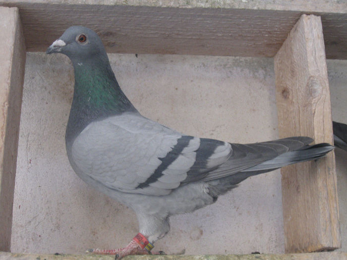 V.m.0995335-13.FIICA GENATU