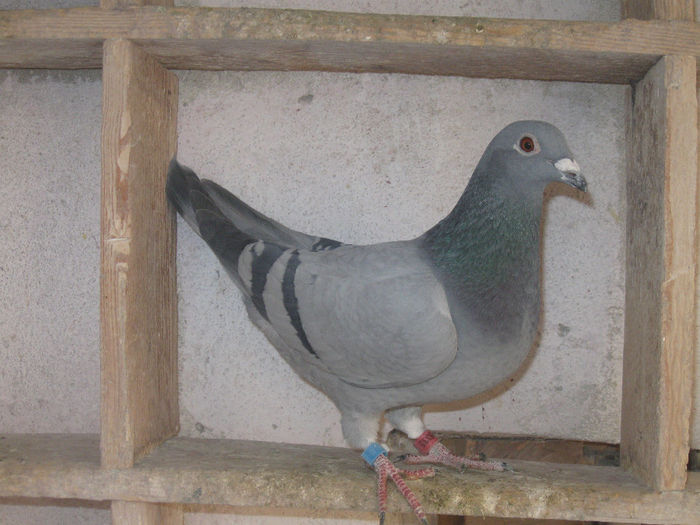 V.m.0995335-13.FIICA GENATU