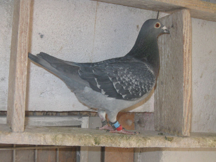 SOLZ.GUT2170082-12 ORG.WEGEN