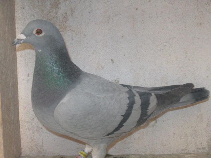 V.m.0995335-13.FIICA GENATU