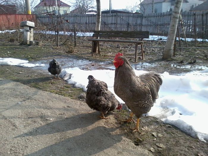 barred rock - H-Plymouth rock barat