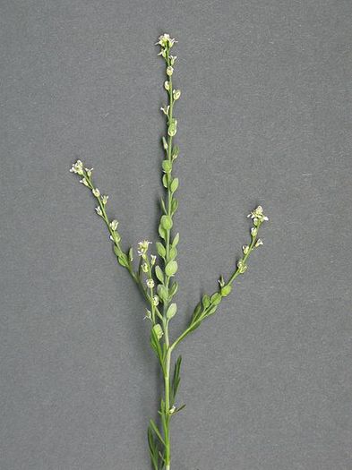 Creson-inflorescenta; (Lepidium sativum)planta si florile se folosesc crude la condimentare sau ornarea mincarurilor negatite sau a carnii ,dupa gatire

