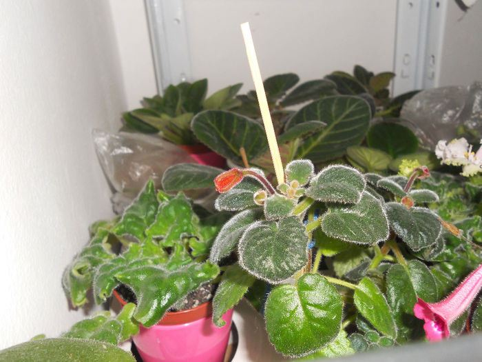 Gabriel's Horn - a mai crescut un pic bobocul