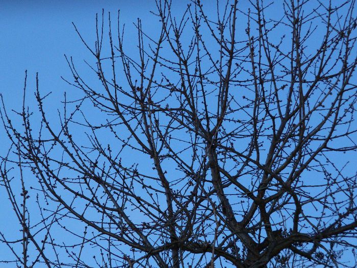 DSCN2217 - FEBRUARIE 2014