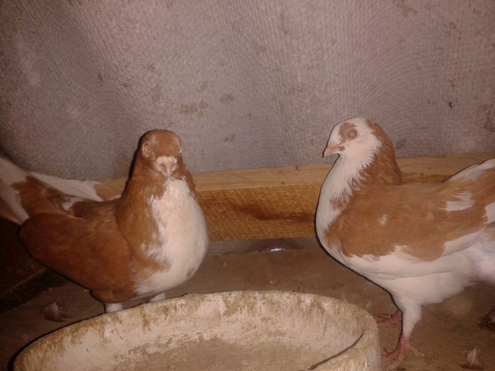 pereche pe galben 2,vanduti; origine:fem Vali Pascu,masc Tanjala Bucuresti
