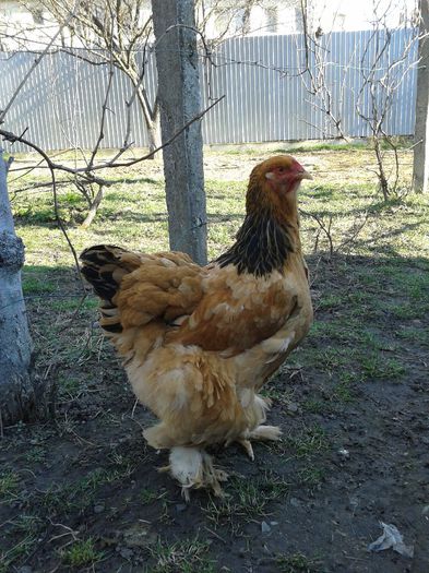 Fotografie-0229; GAINA COLUMBIA NR 3
