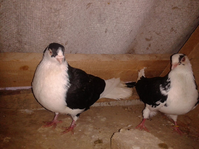 pereche pe negru 6,masc vandut