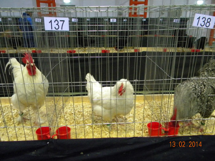 DSCN2809 - MARANS  ALB SI BARAT - EXPO  BREAZA 2014