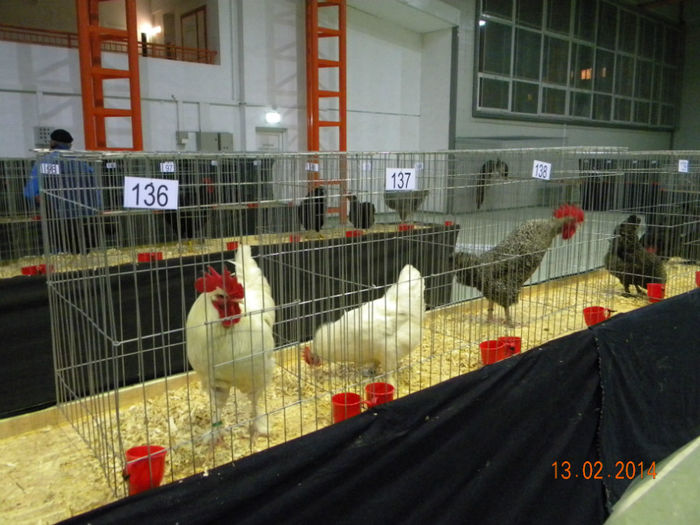 DSCN2813 - MARANS  ALB SI BARAT - EXPO  BREAZA 2014