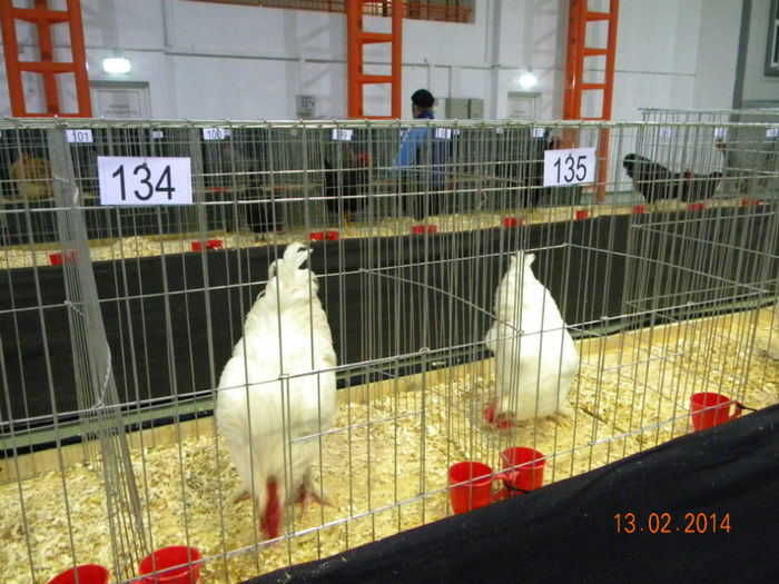 DSCN2814 - MARANS  ALB SI BARAT - EXPO  BREAZA 2014