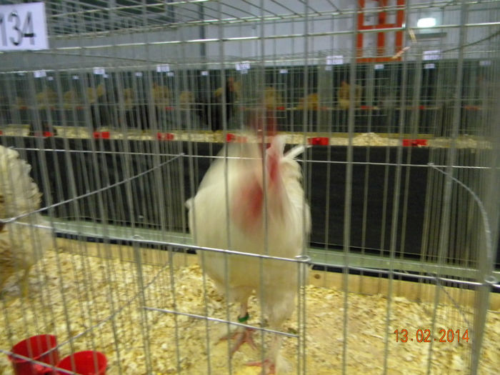 DSCN2818 - MARANS  ALB SI BARAT - EXPO  BREAZA 2014