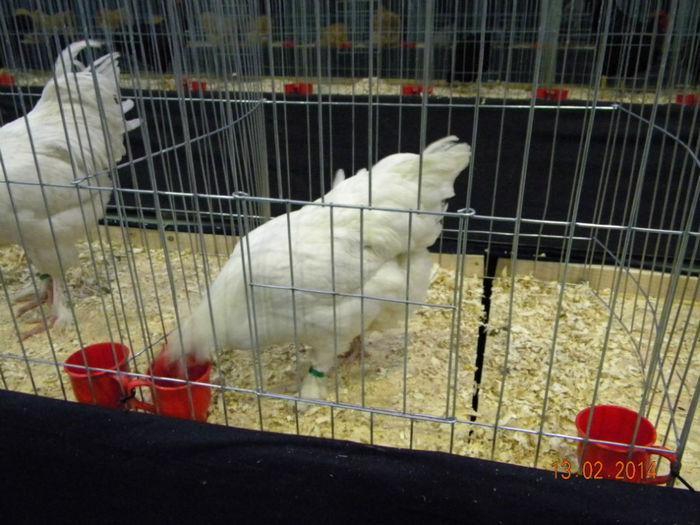 DSCN2820 - MARANS  ALB SI BARAT - EXPO  BREAZA 2014