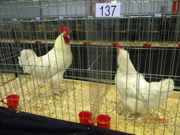 DSCN2821 - MARANS  ALB SI BARAT - EXPO  BREAZA 2014