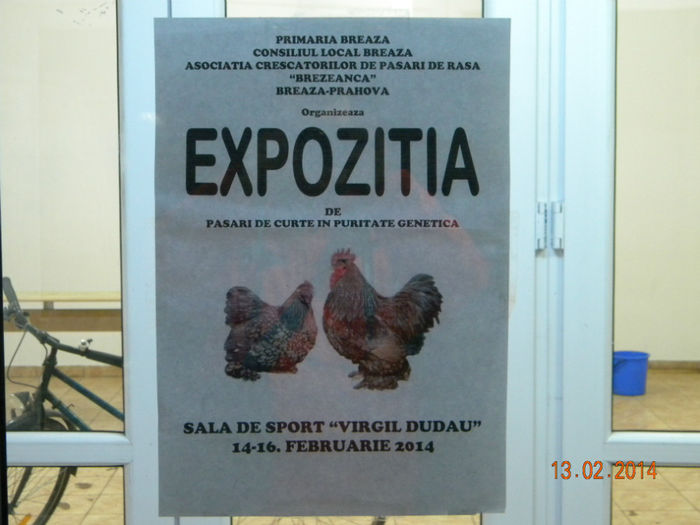 DSCN2824 - MARANS  ALB SI BARAT - EXPO  BREAZA 2014