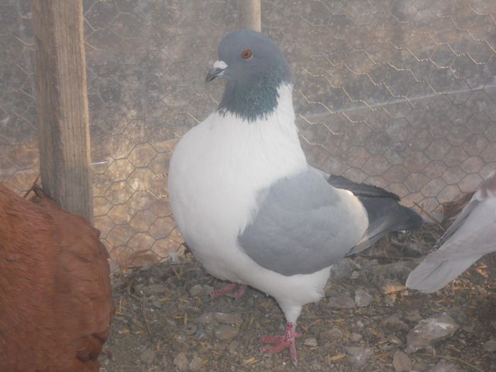 mascul 2013 60 lei vandut