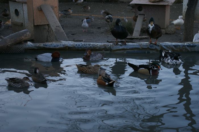  - RATE EXOTICE-exotic ducks