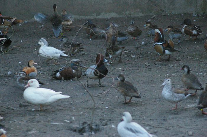  - RATE EXOTICE-exotic ducks