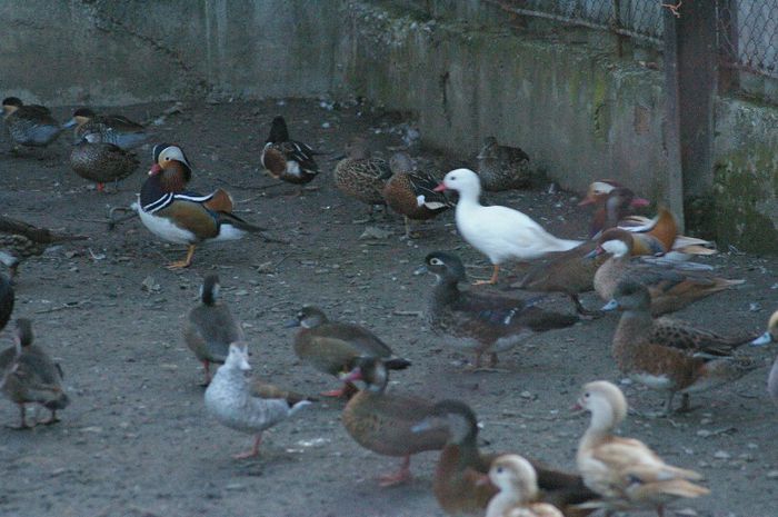  - RATE EXOTICE-exotic ducks