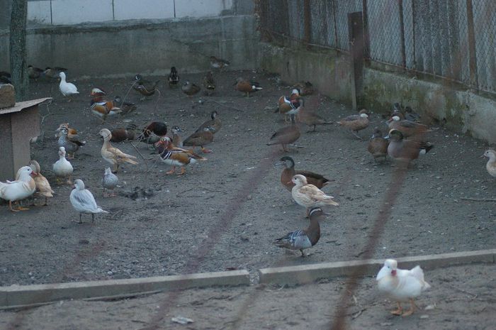  - RATE EXOTICE-exotic ducks