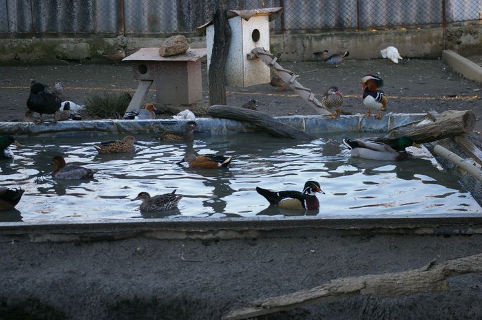  - RATE EXOTICE-exotic ducks
