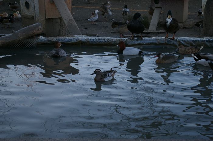  - RATE EXOTICE-exotic ducks