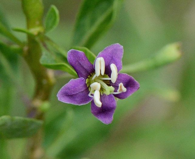 Goji-floare; (Lycium chinense)
