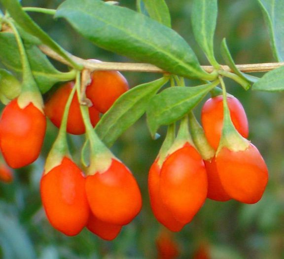 Goji-fructe; (Lycium chinense)se consuma deobicei uscate,la fel ca stafidele
