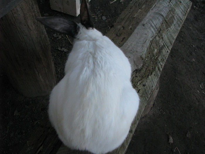 IMG_4864 - Urias de Transilvania femela nr-08