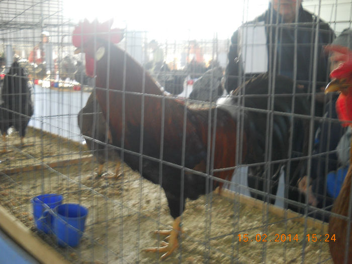 K - EXPO SFINTU GHEORGHE 2014