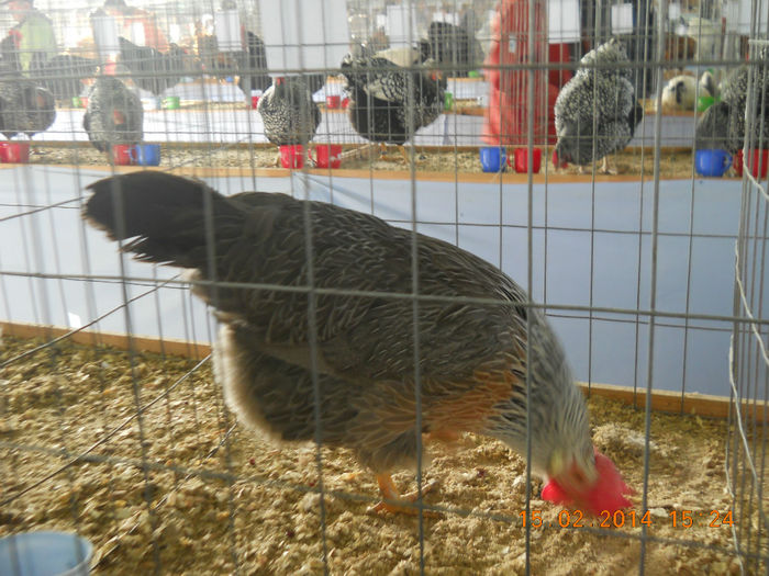 K - EXPO SFINTU GHEORGHE 2014