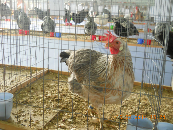 K - EXPO SFINTU GHEORGHE 2014