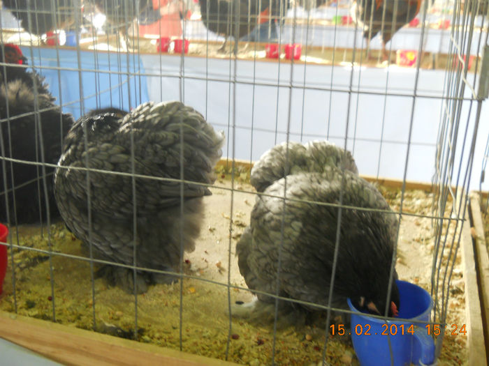 K - EXPO SFINTU GHEORGHE 2014