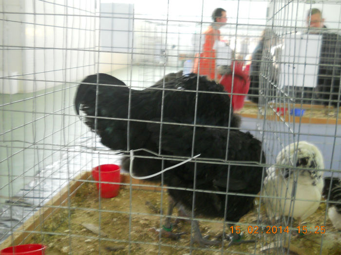 K - EXPO SFINTU GHEORGHE 2014