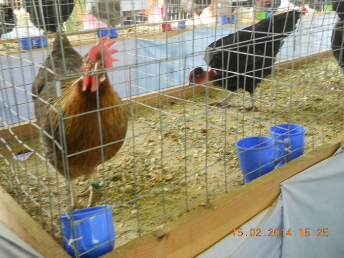 K - EXPO SFINTU GHEORGHE 2014