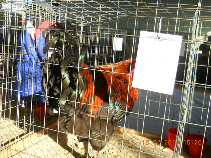 K - EXPO SFINTU GHEORGHE 2014